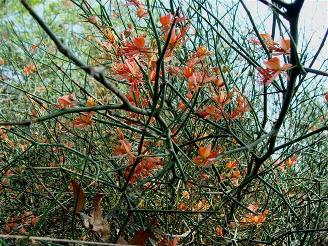  Flowering branches